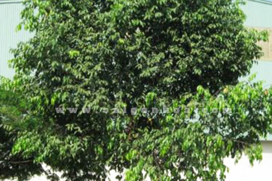 Bí ẩn sao đen - hồi ký người thám tử.