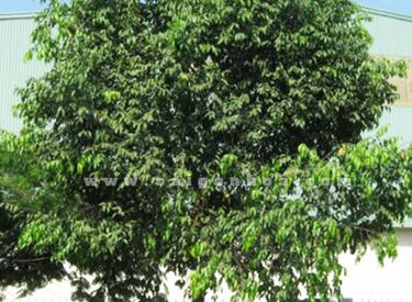 Bí ẩn sao đen - hồi ký người thám tử.
